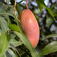 African Mango weight loss